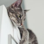 Explanation On Why Cat is Important